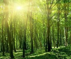 Мировые лесные ресурсы Страны богатые древесиной